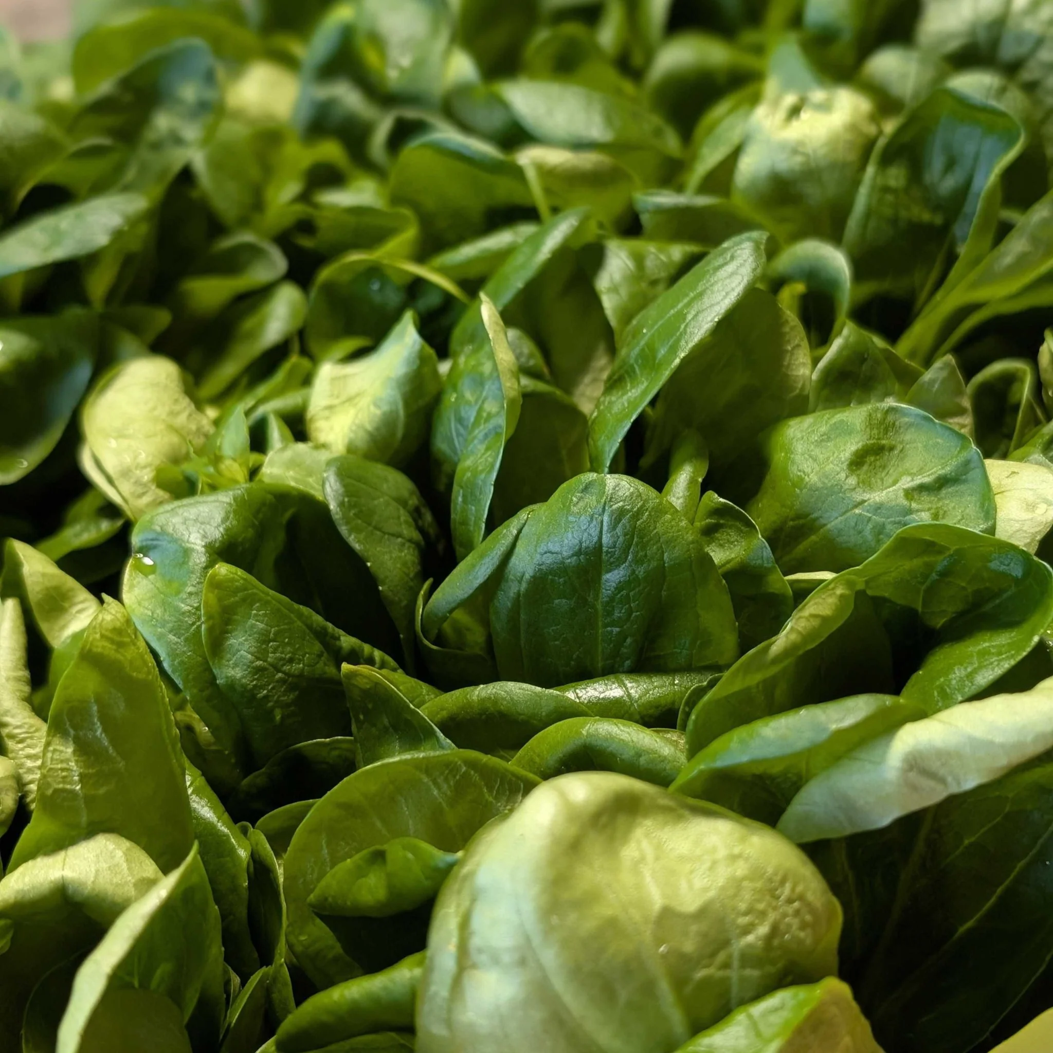 🥗 Mâche Française – Plateau 1 kg - Image 2
