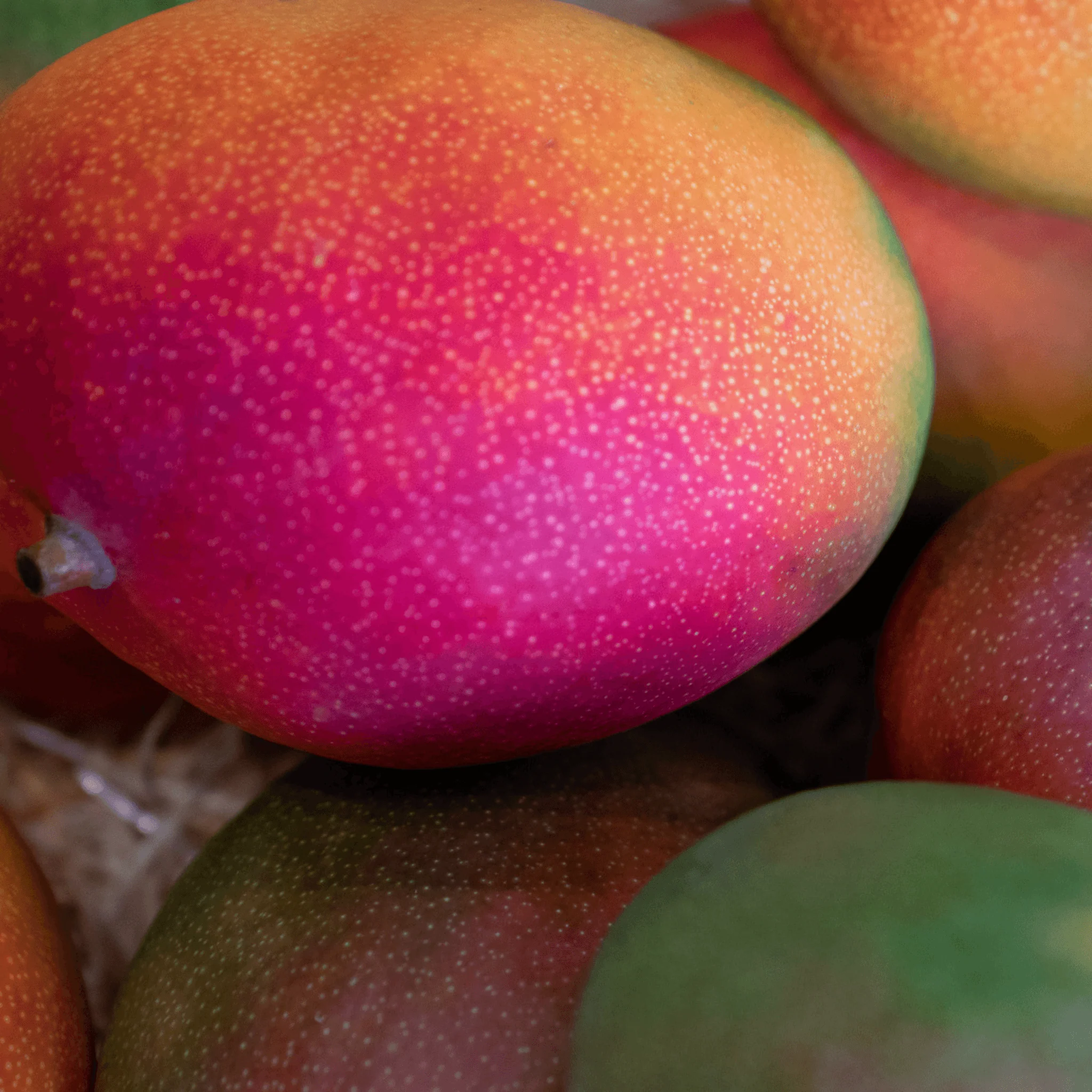 đ„ Mangue Avion du PĂ©rou â 1 PiĂšce (400â600g)