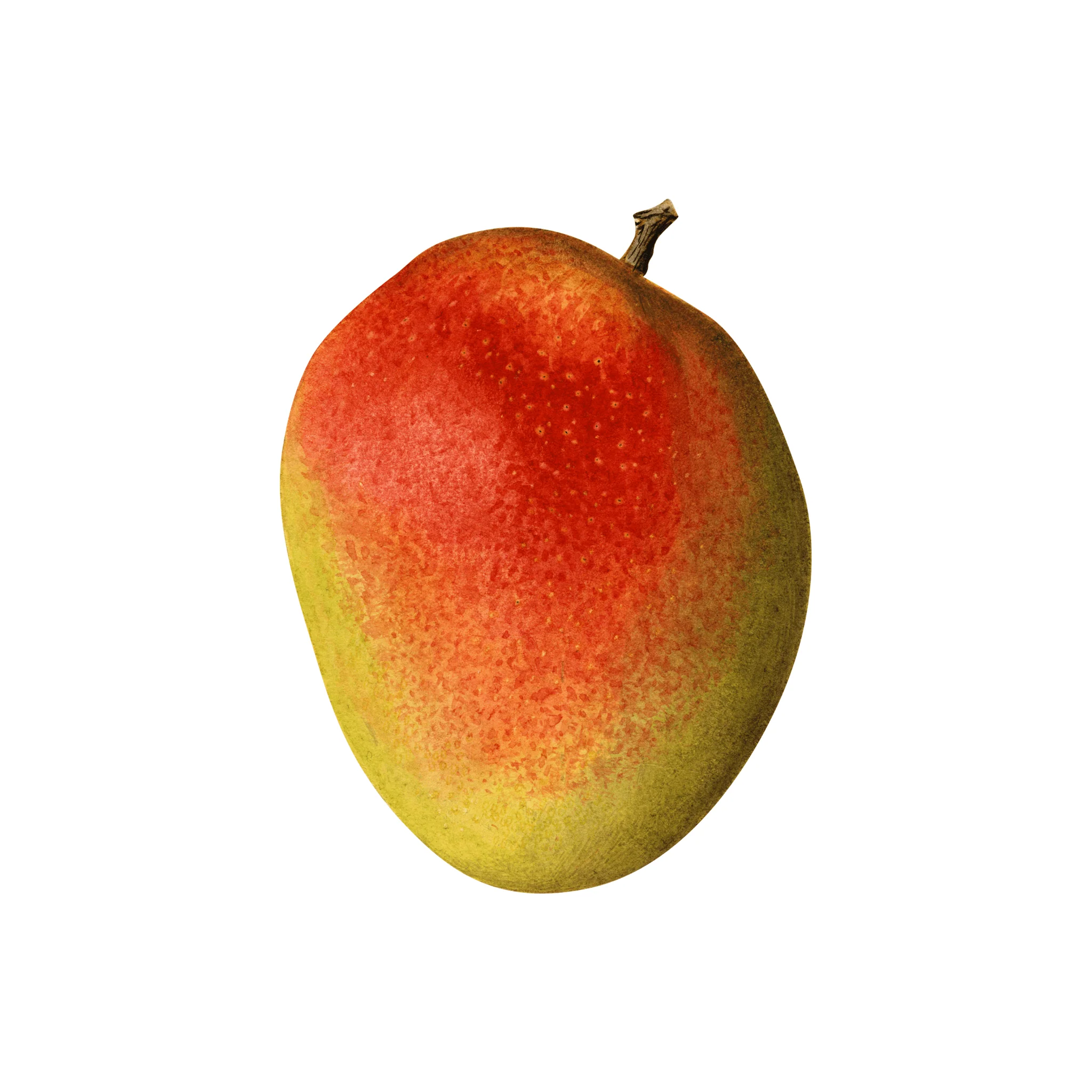 đ„ Mangue Avion du PĂ©rou â 1 PiĂšce (400â600g) - Image 2