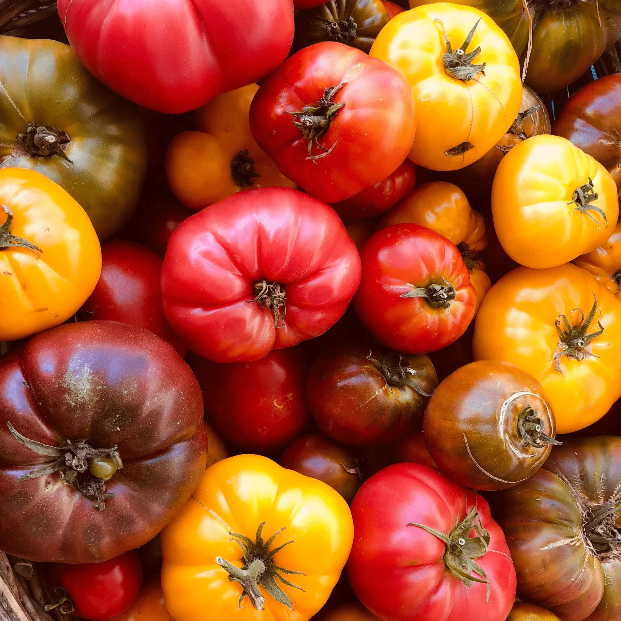 đ
Tomates anciennes BIO â 1âŻkg