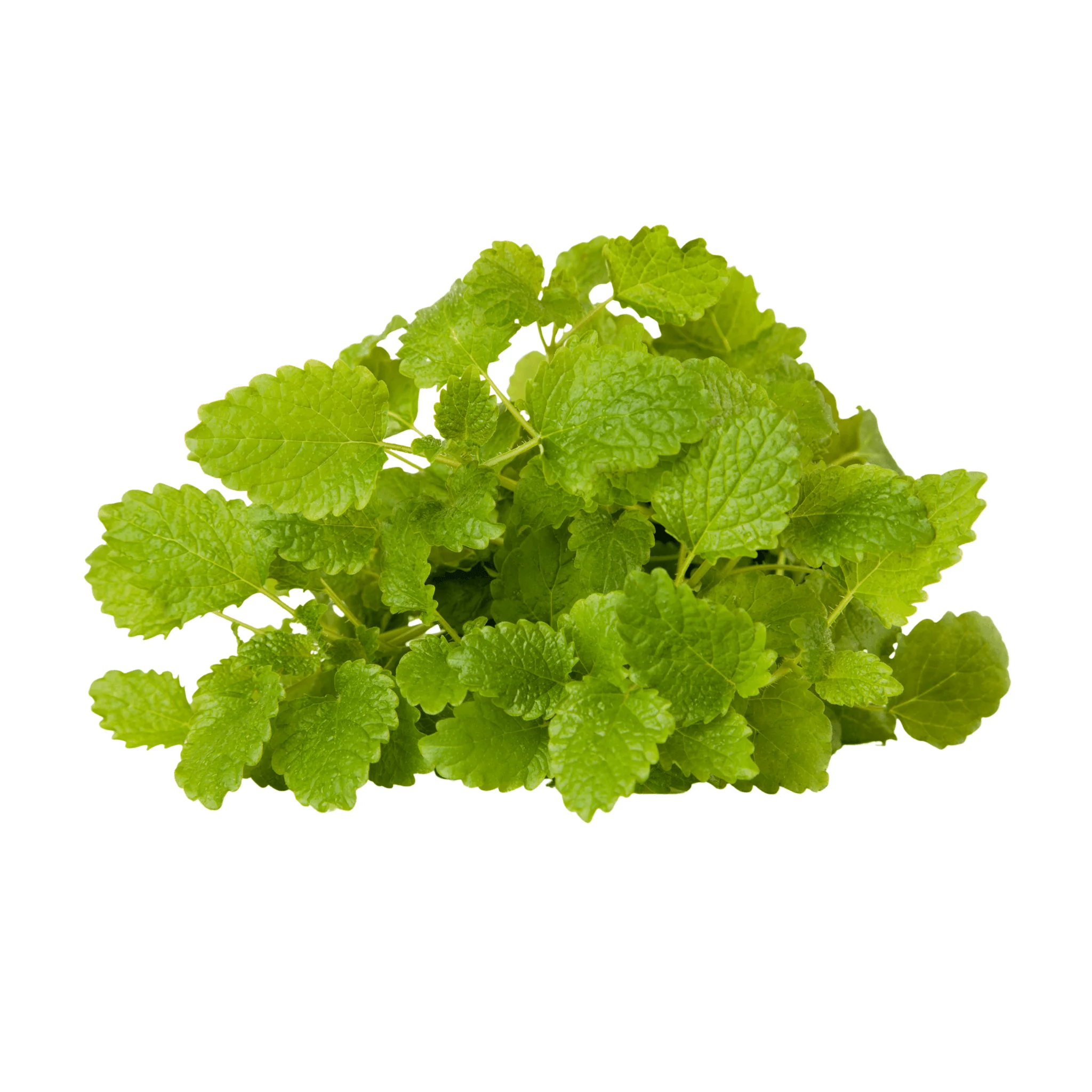Mélisse citron BIO - Botte