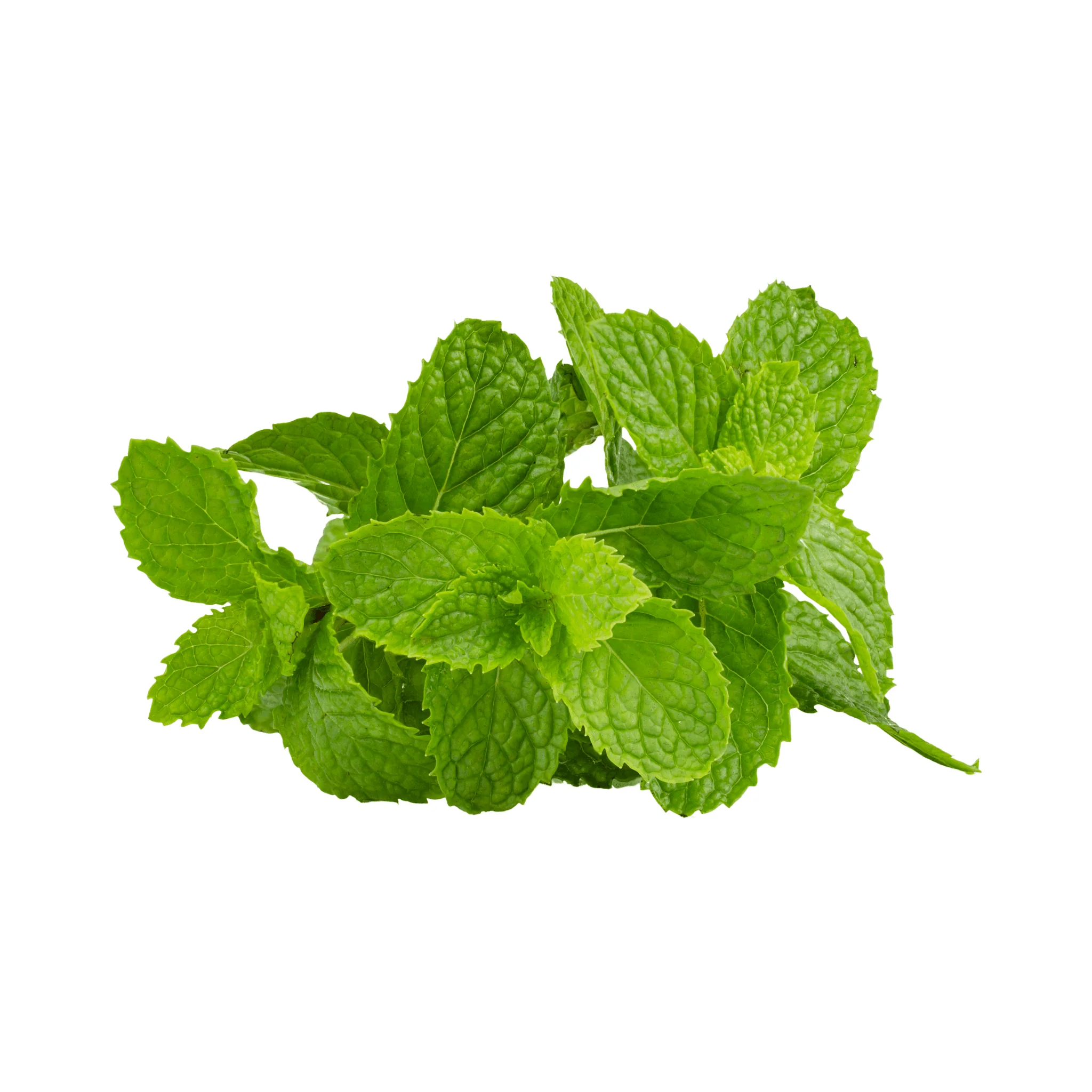 Menthe BIO - Botte