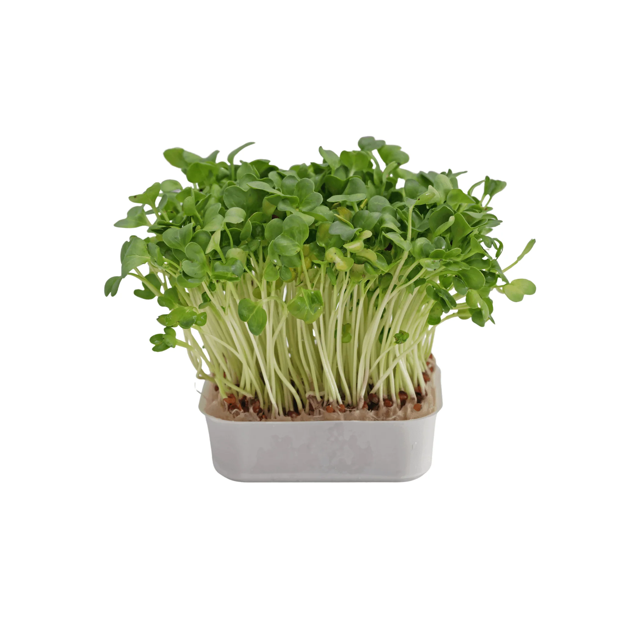 Micro pousse cresson BIO - barquette