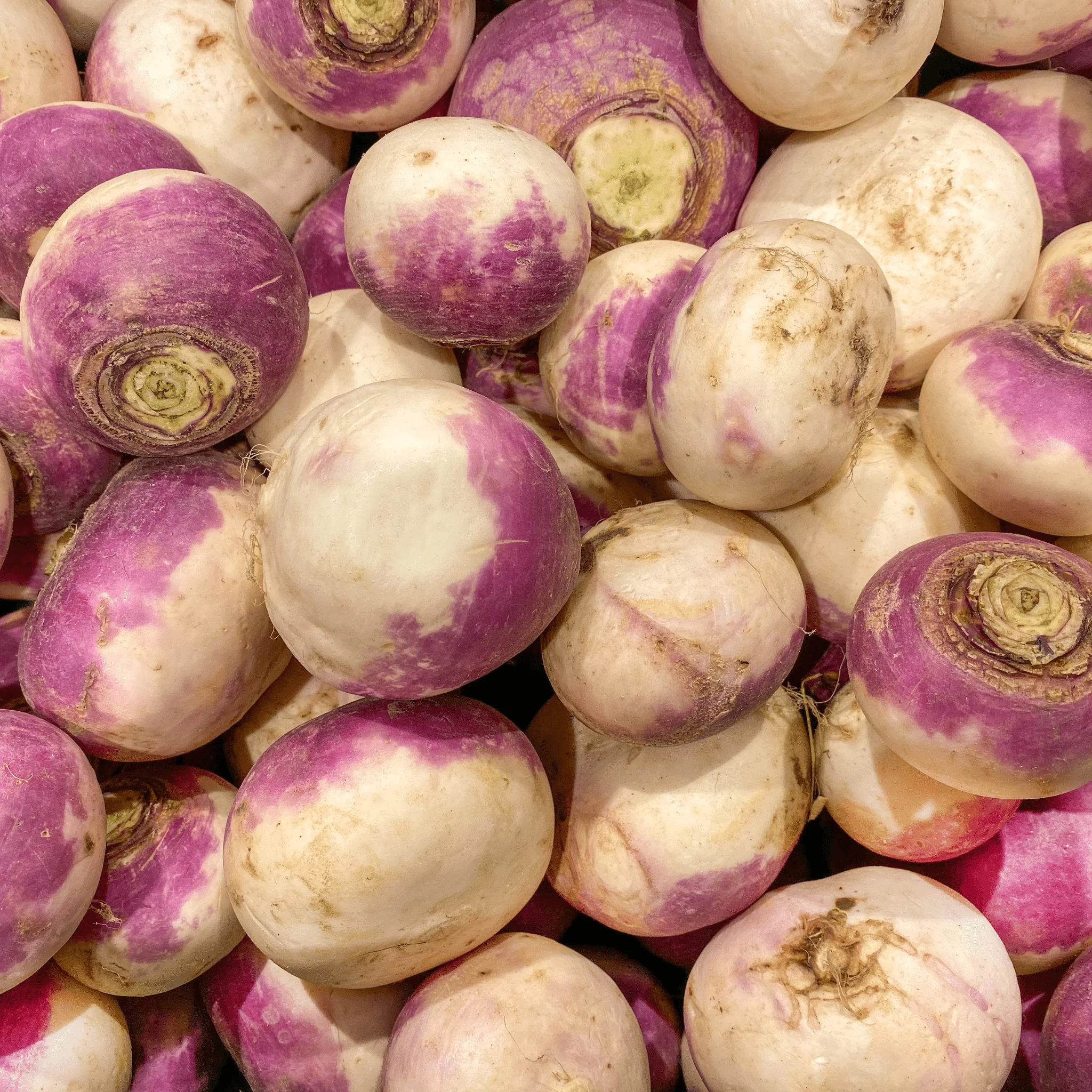 đ„ Navets Violets BIO â 1kg - Image 2