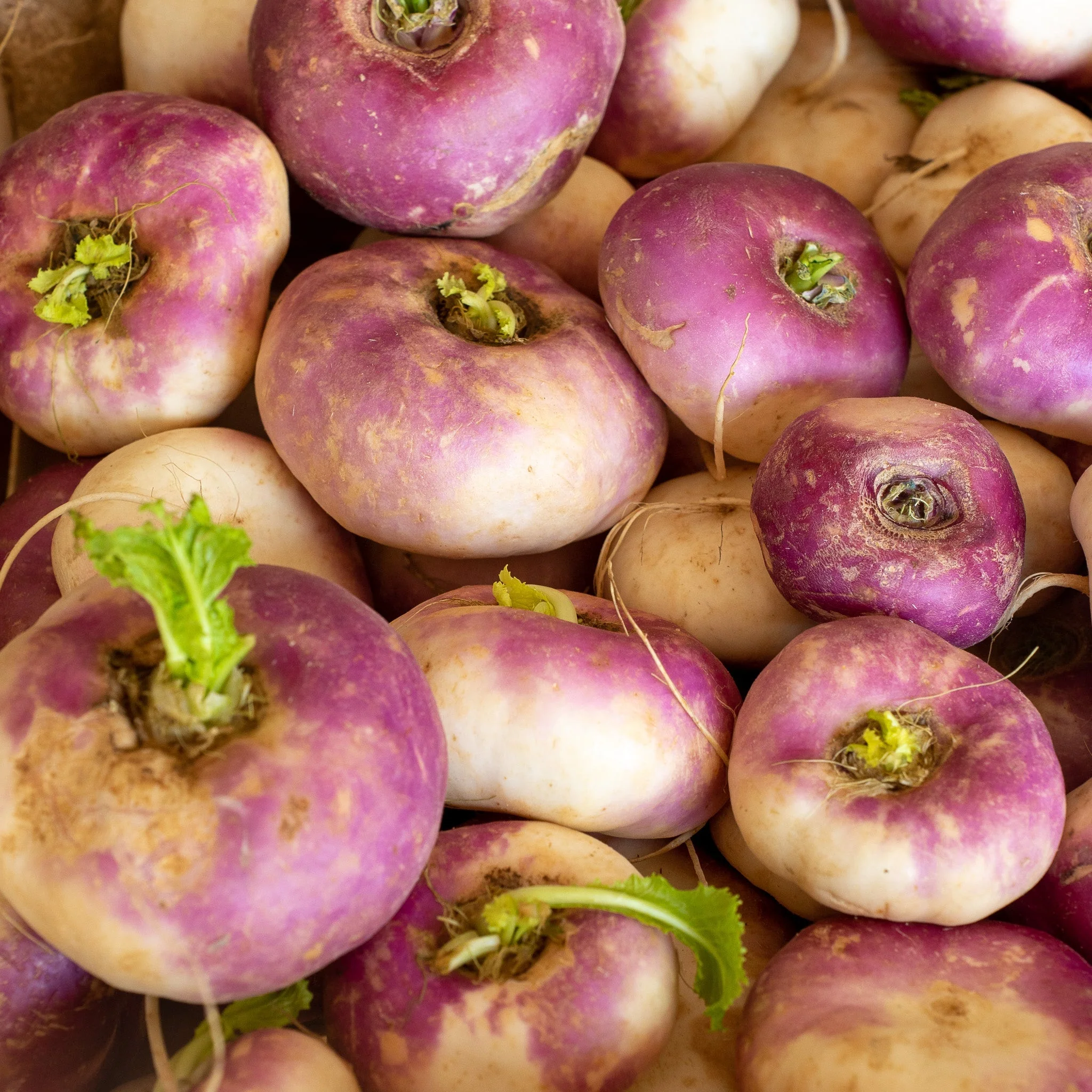 đ Navets Violets Ronds â 1kg