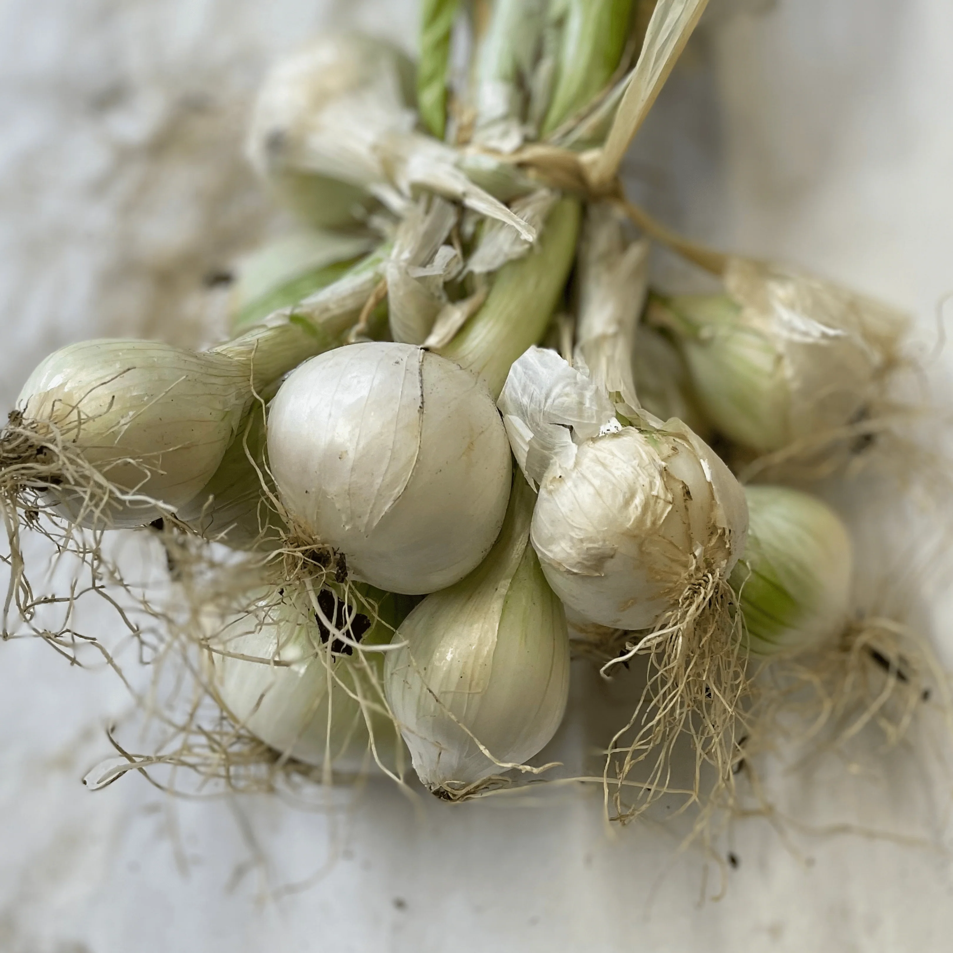 🧅 Oignons Blancs Frais – 1 Botte