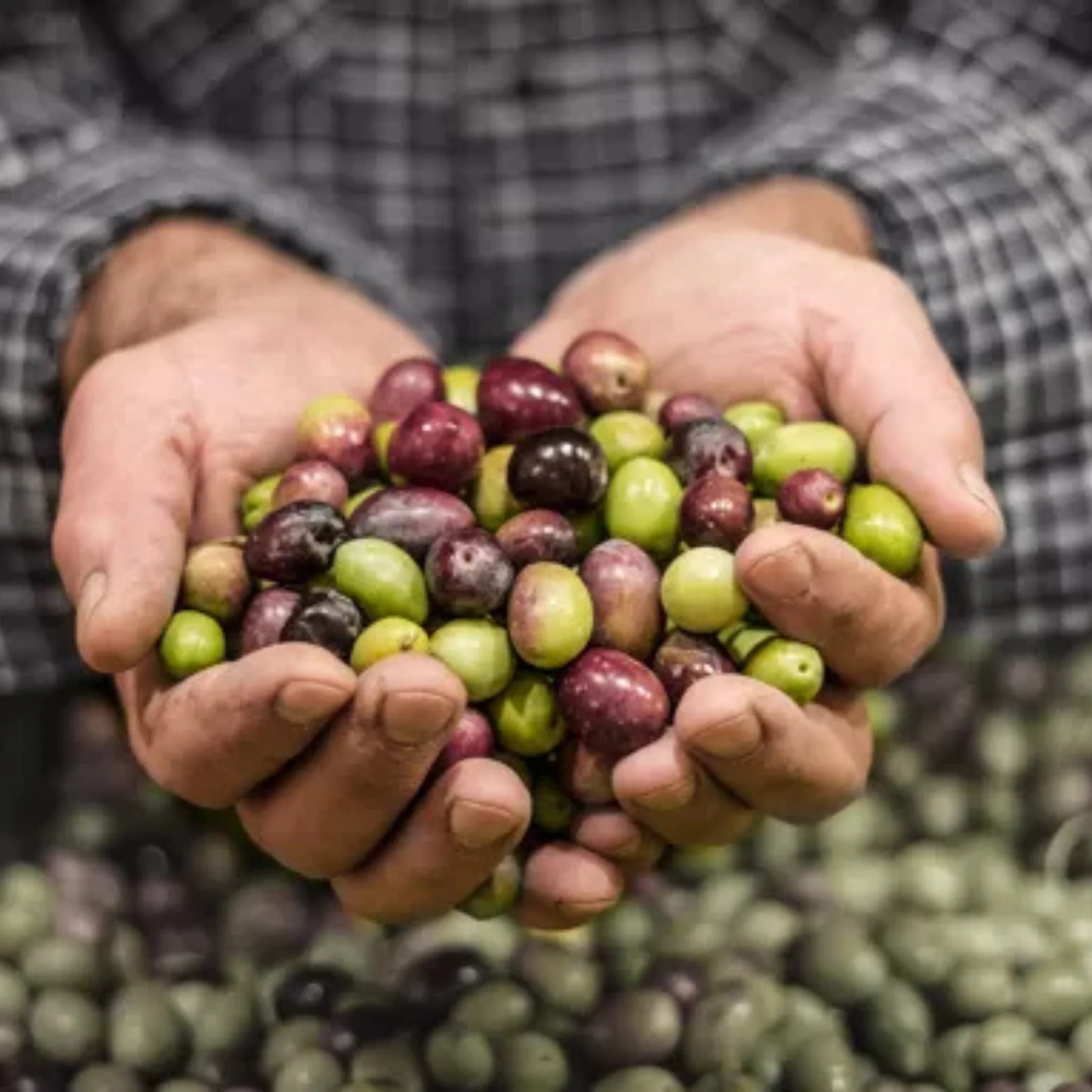Olives tournantes variété Rougette de l'Ardèche - Image 3