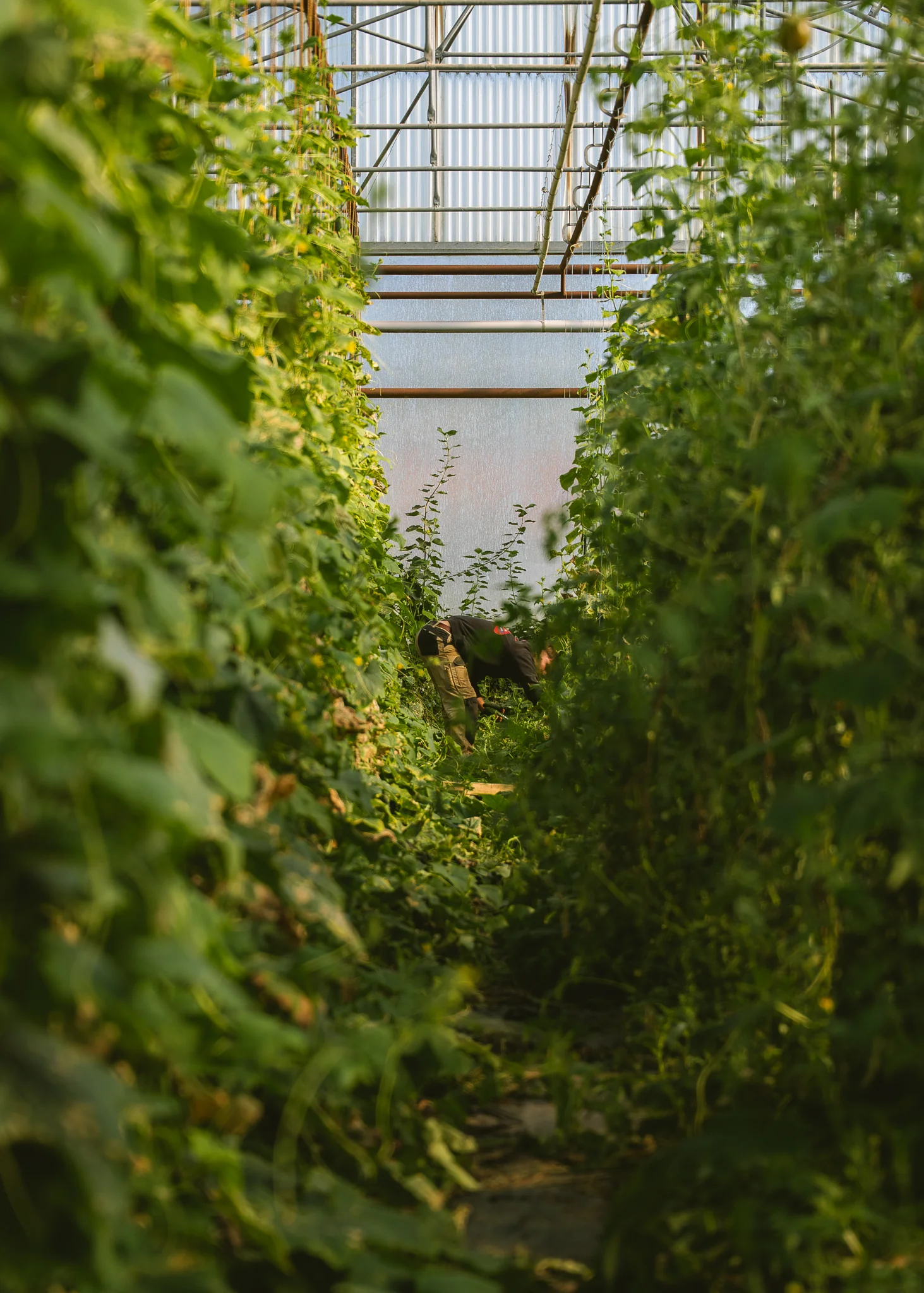 🥬 Panier de Légumes BIO – Ferme des Terres Noires - Image 3