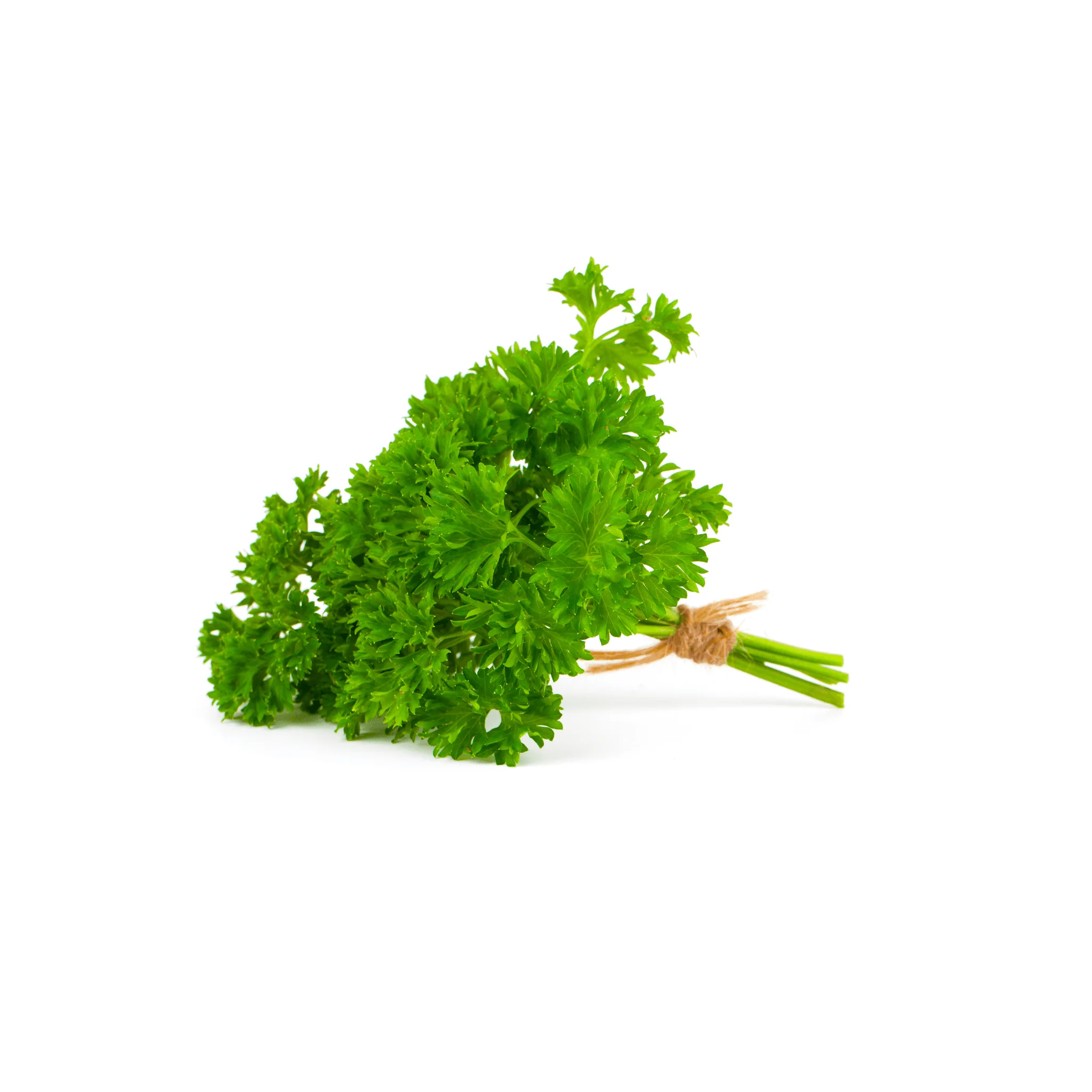đż Persil FrisĂ© BIO â 1 Botte - Image 3