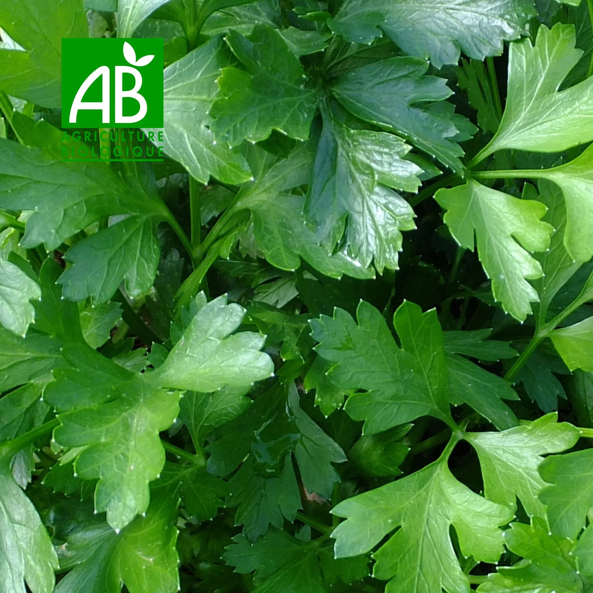 đż Persil Plat BIO â 1 Botte