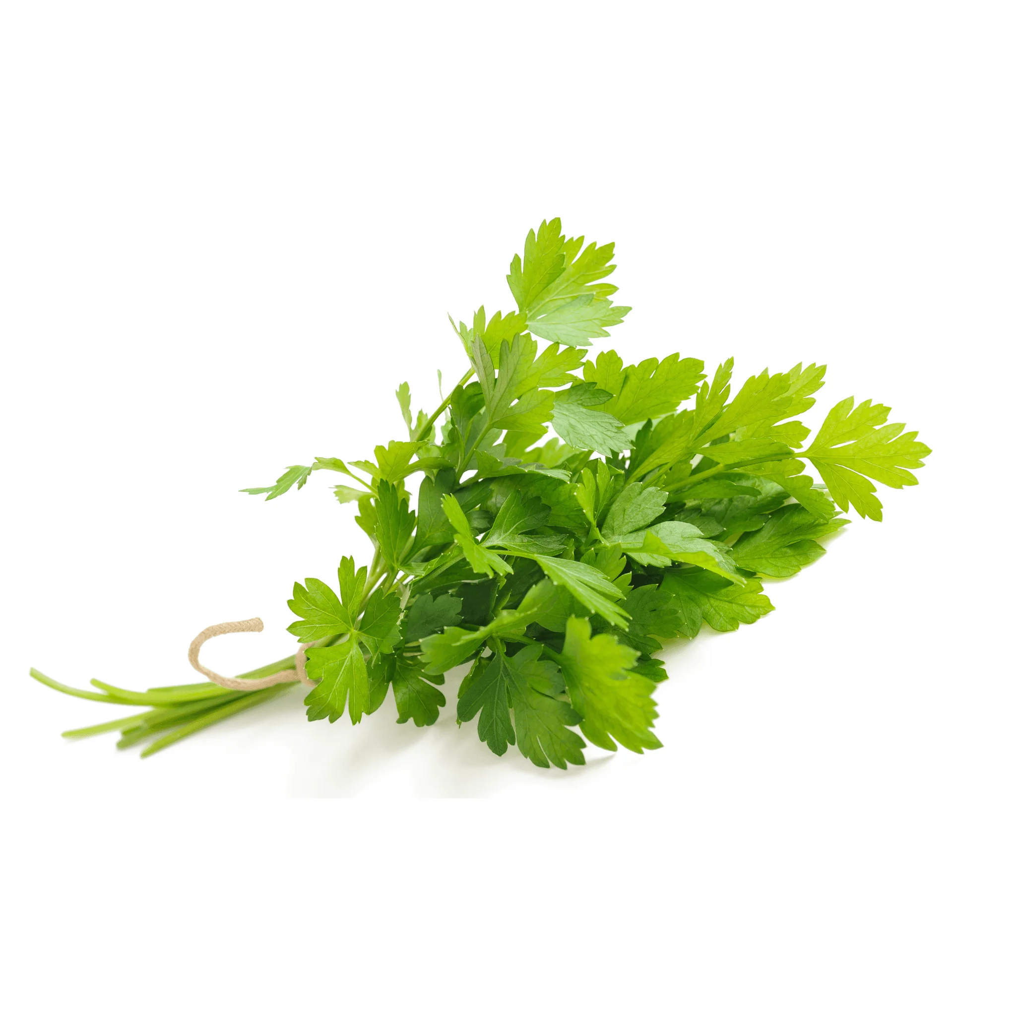 đż Persil Plat BIO â 1 Botte - Image 2