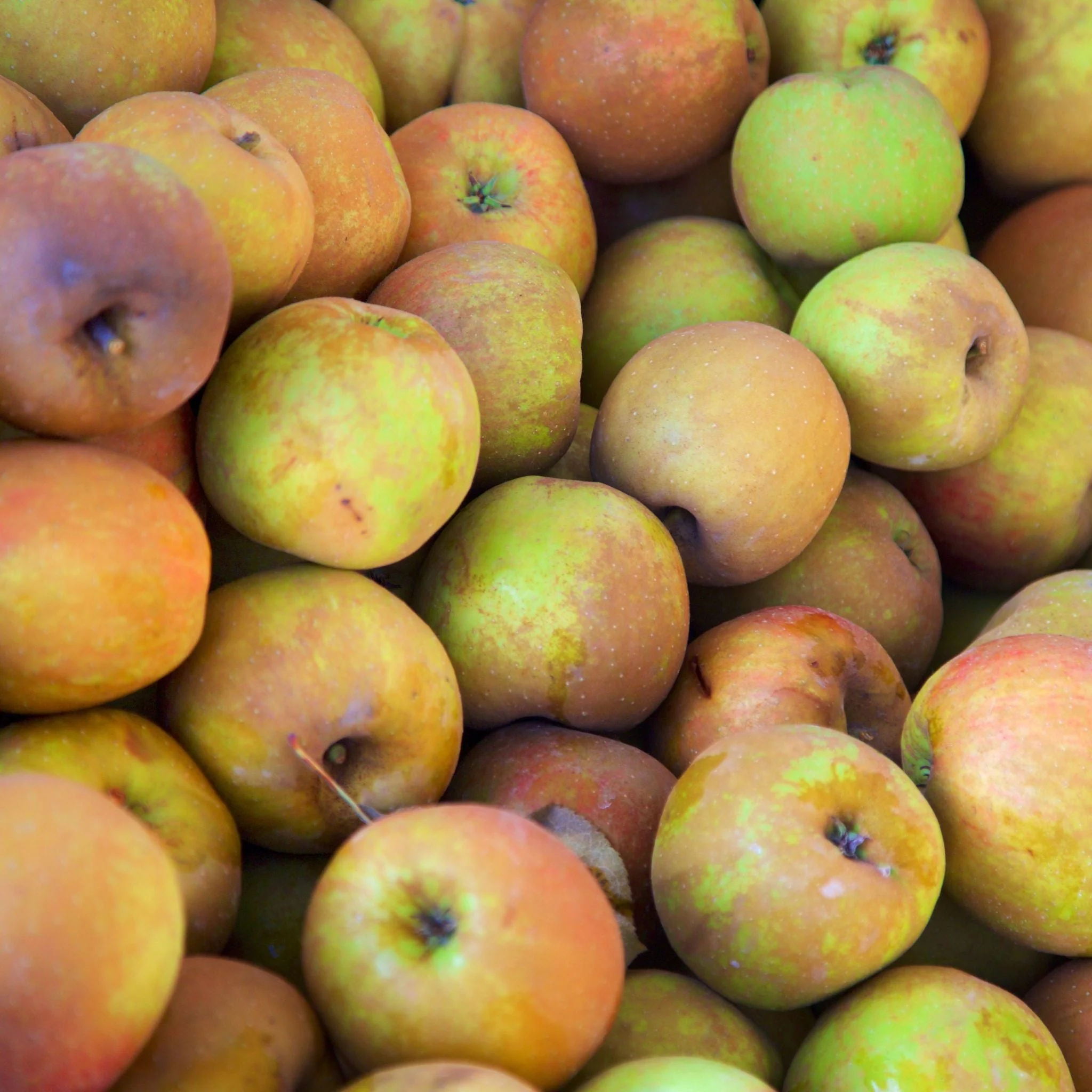 🍏 Pommes Boskoop – 1kg