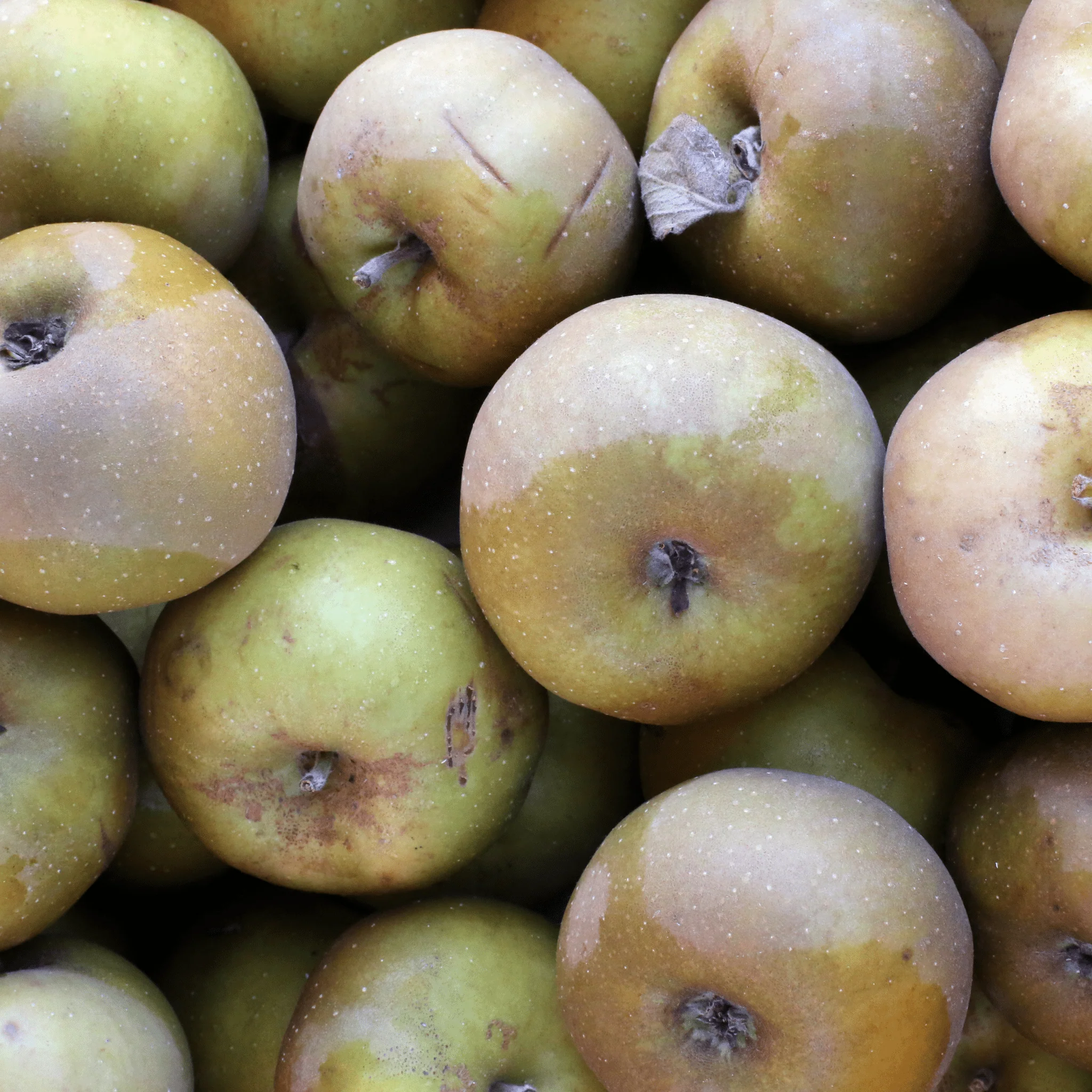 đ Pommes Canada â 1kg