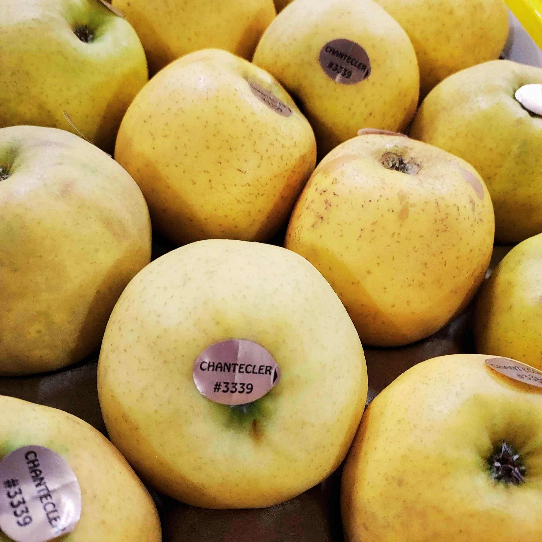 đ Pommes Chantecler â 1kg