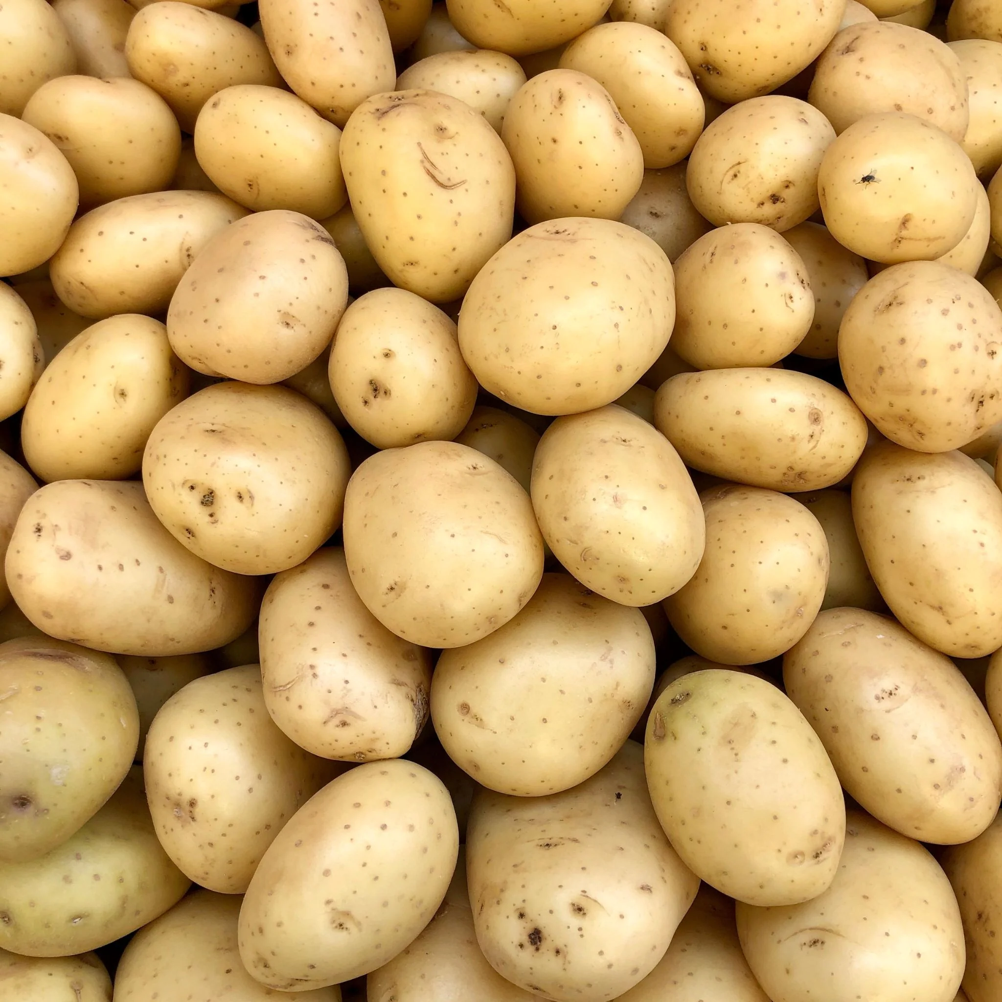 đ„ Pommes de Terre Bonnata â 1kg