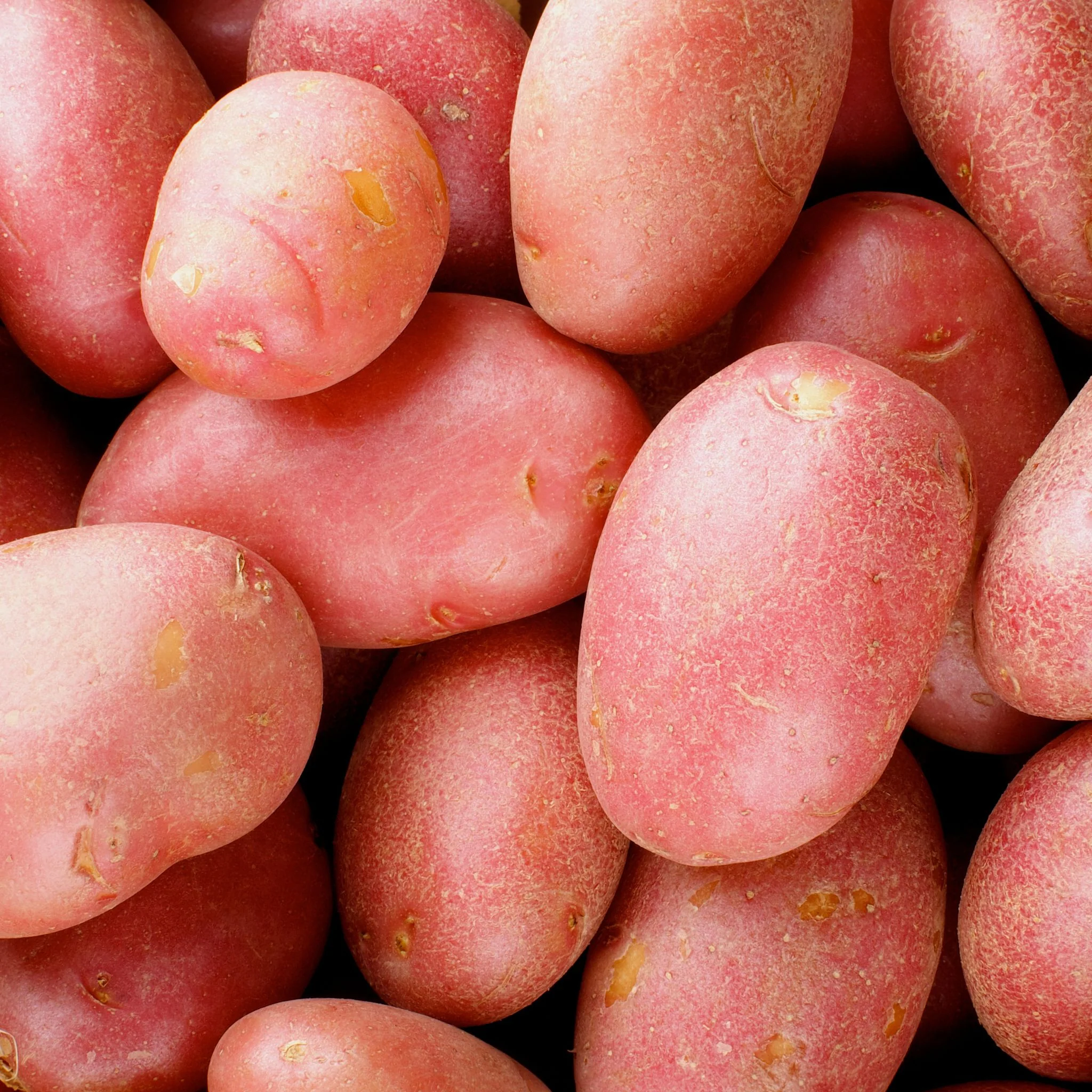 Les fruits et légumes de saison 🥕