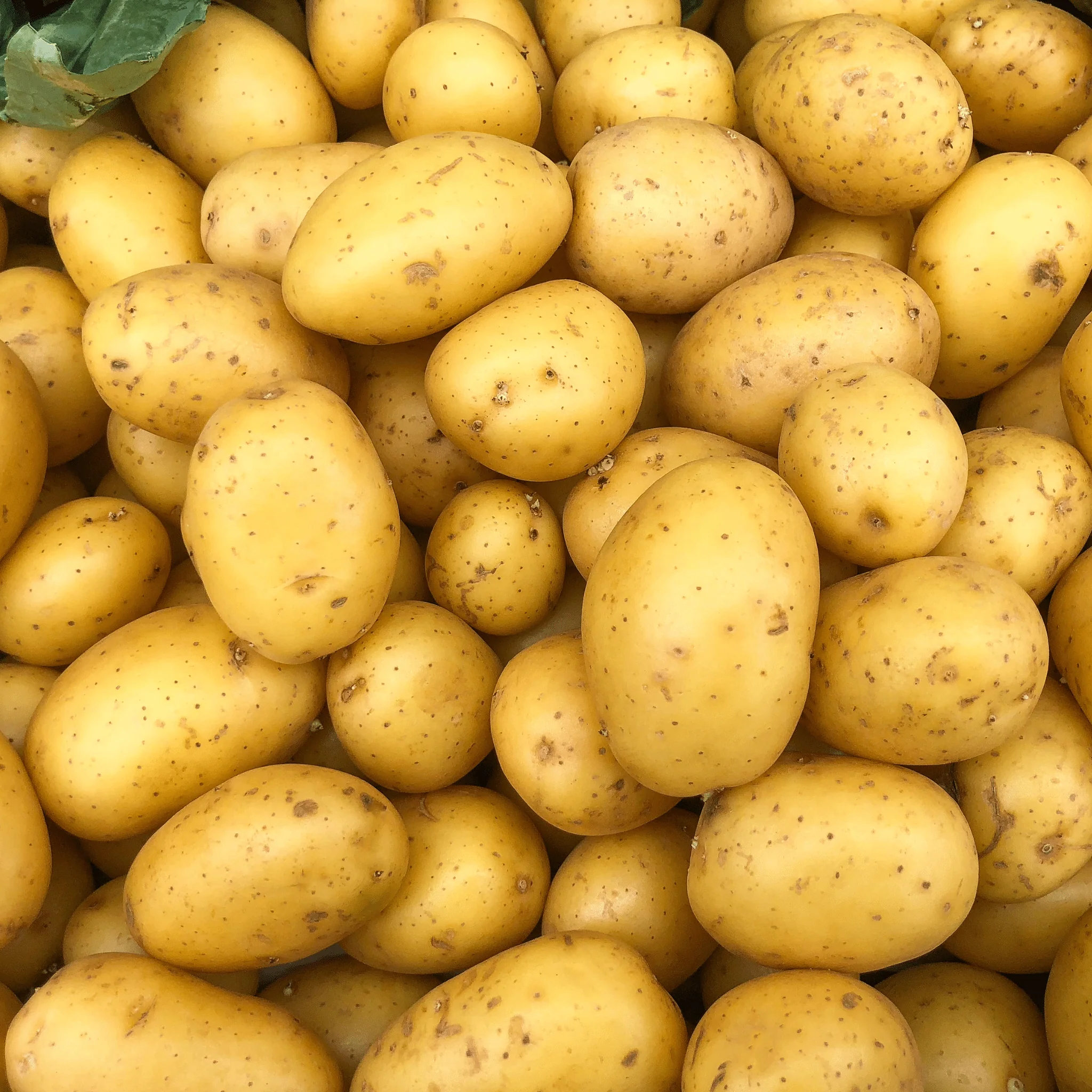 Pommes de terre Spunta - 1kg