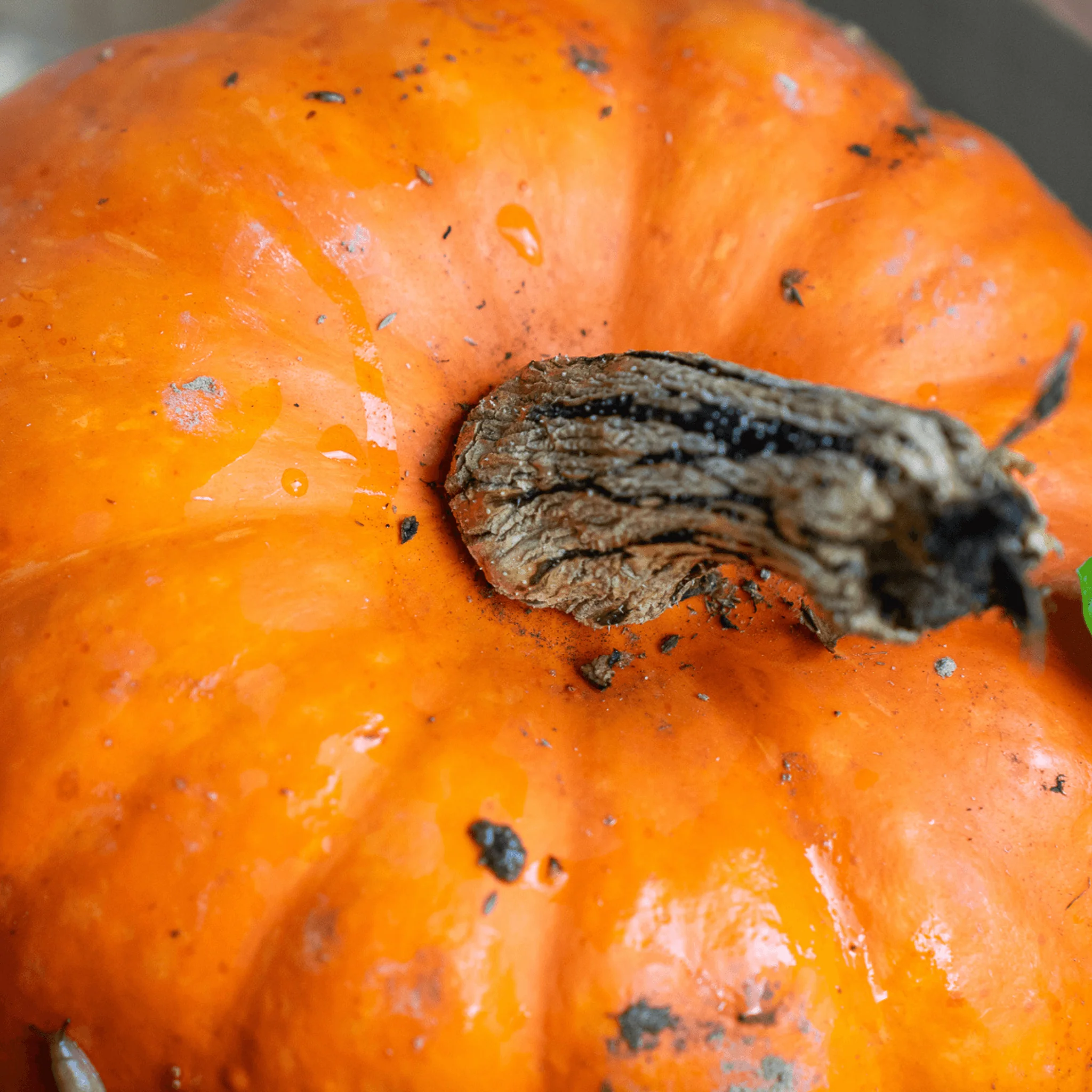 🎃 Potimarron – 1 Pièce - Image 2