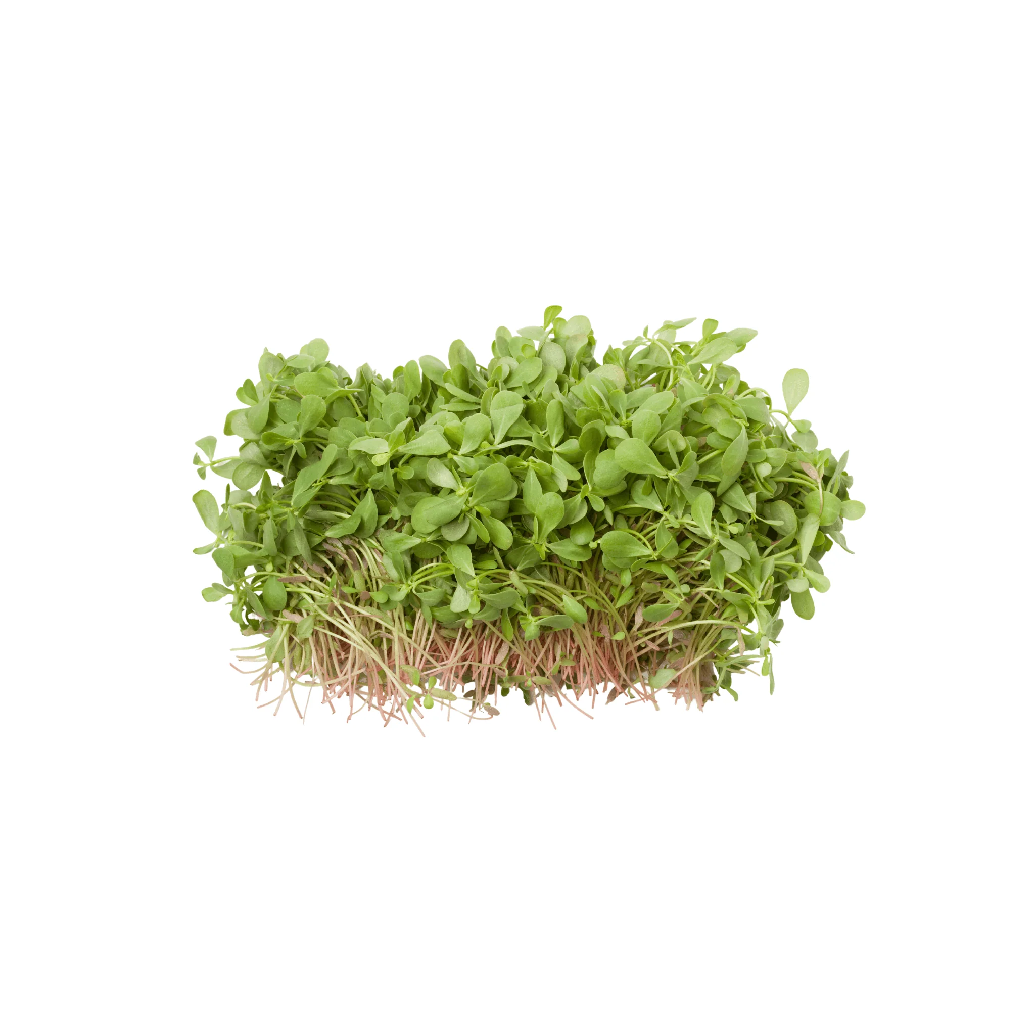 Pourpier BIO - 100g
