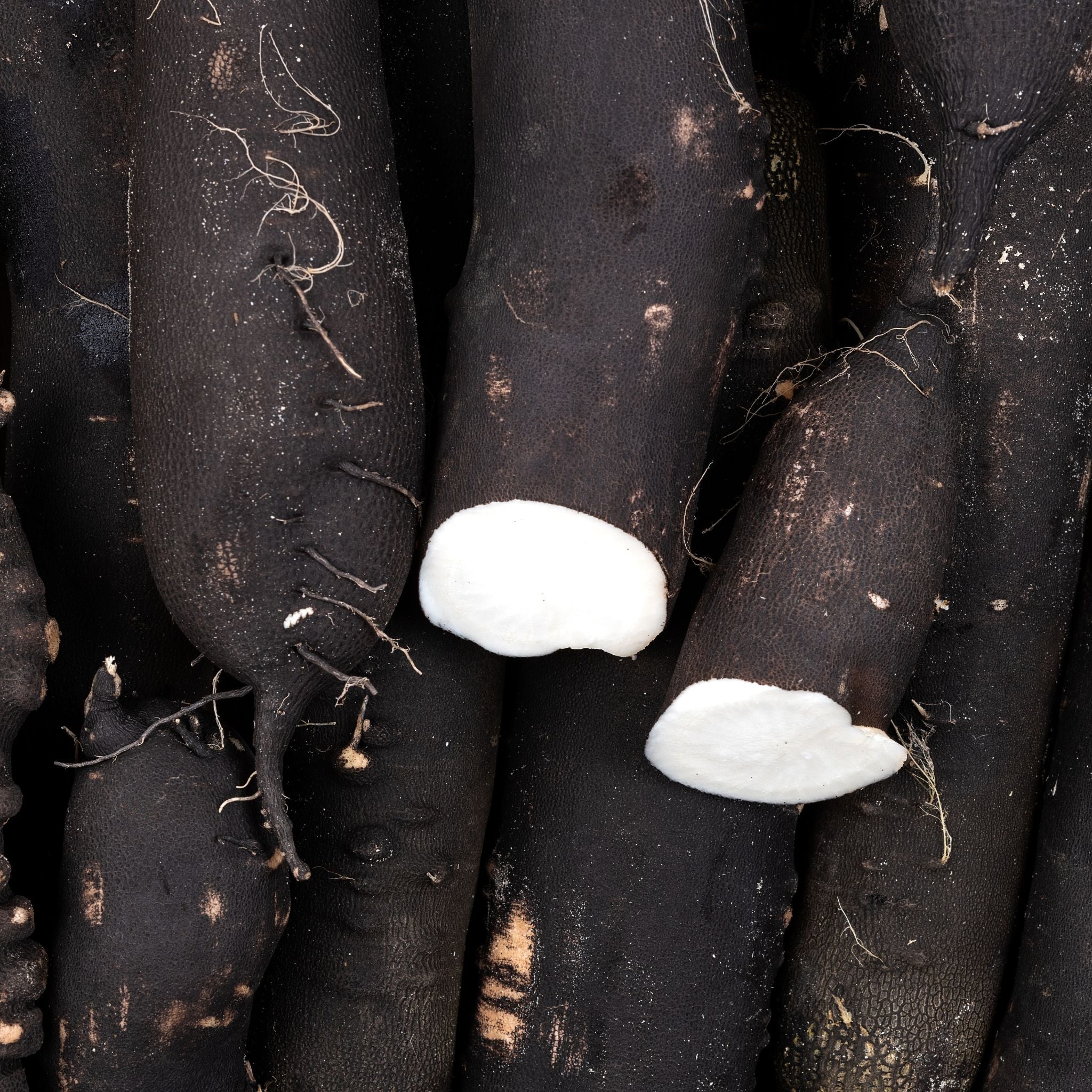⚫ Radis Noir – 1 Pièce (400g)