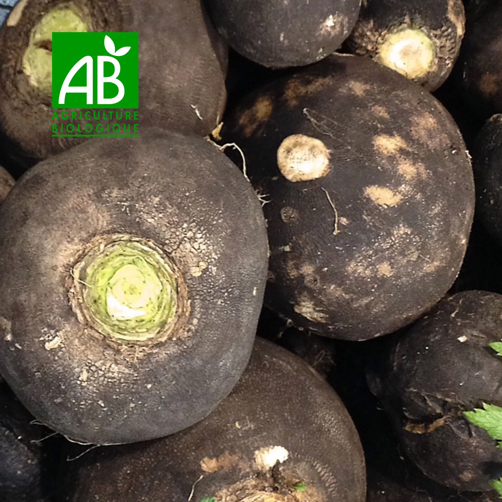 ⚫ Radis Noirs BIO – 1kg