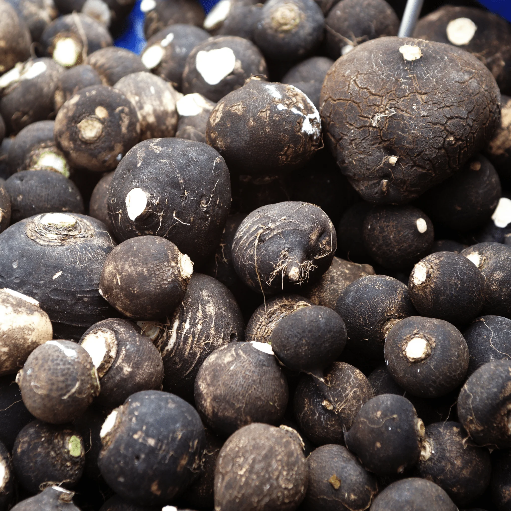 ⚫ Radis Noirs BIO – 1kg - Image 2