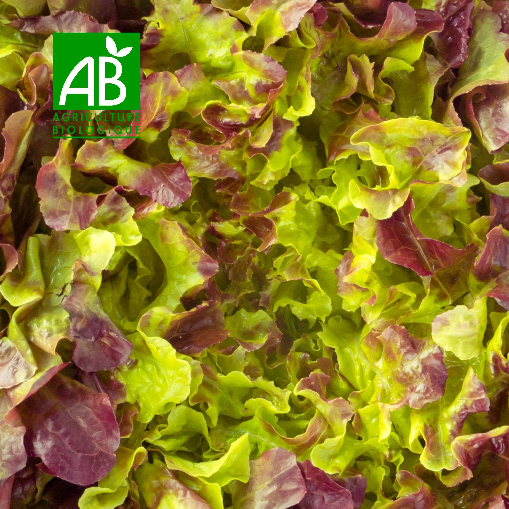 đ„ Salade Feuille de ChĂȘne Rouge BIO â 1 piĂšce