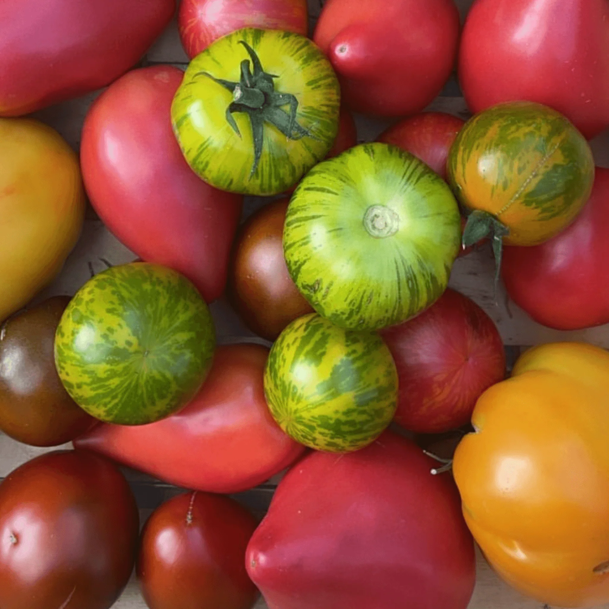 Tomate anciennes BIO - 1kg