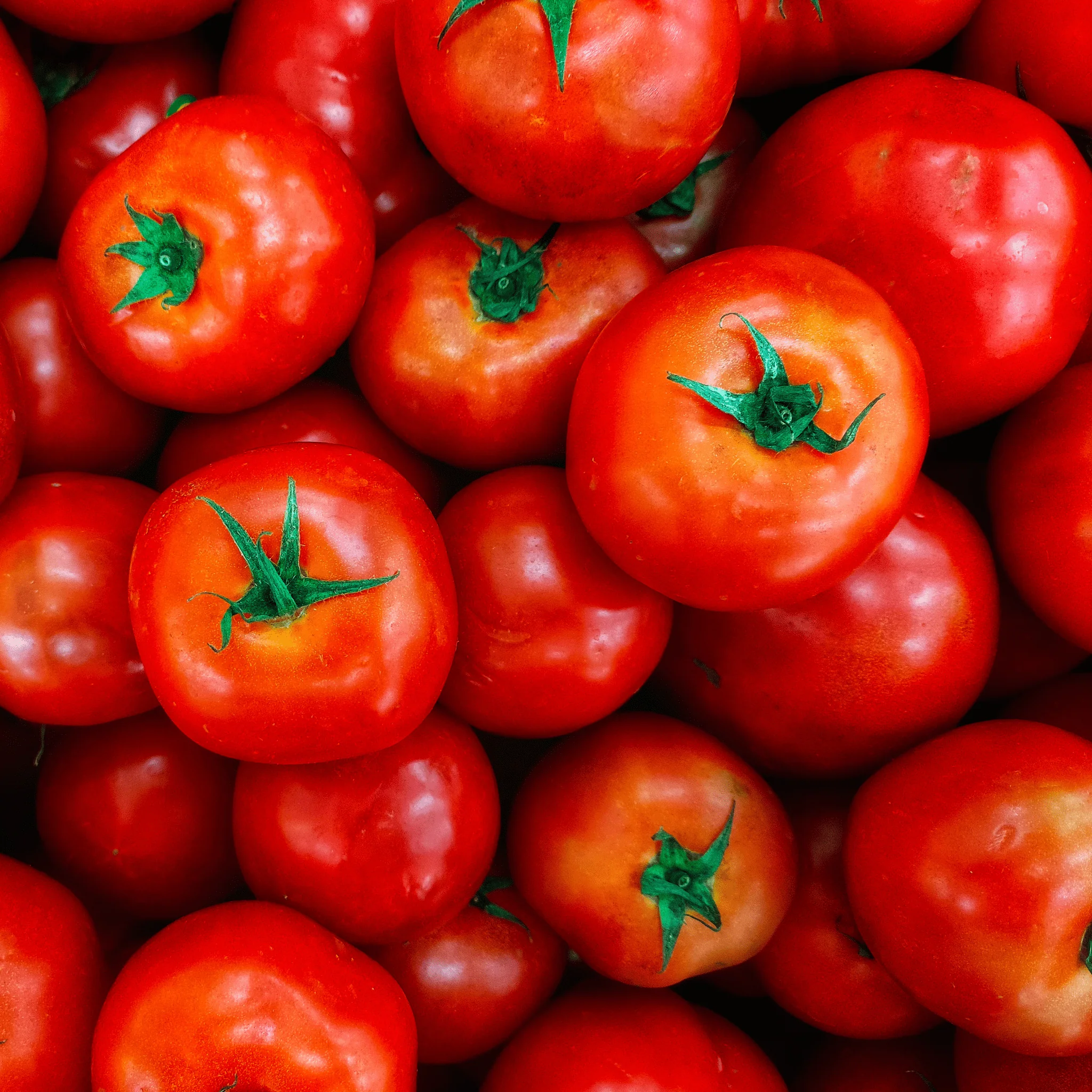 Tomate Maestria - 1kg