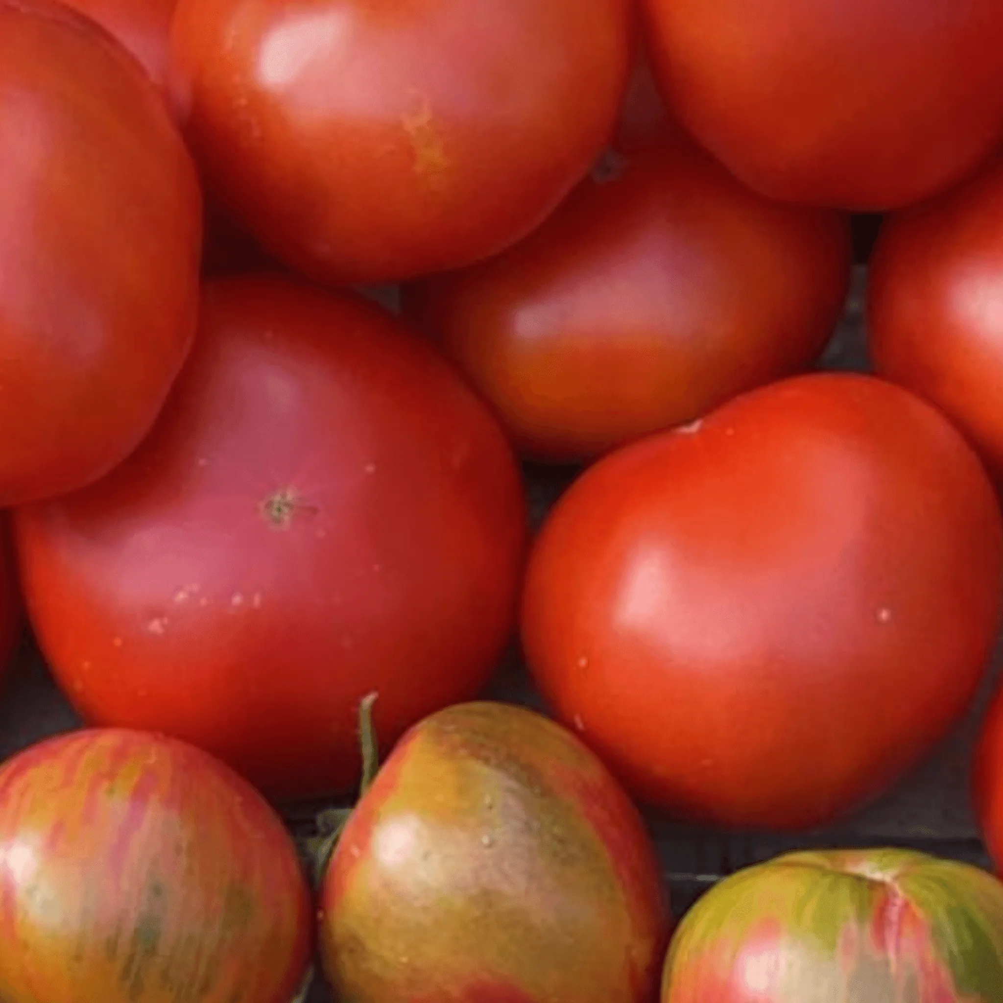 Tomates rondes rouges BIO - 1kg