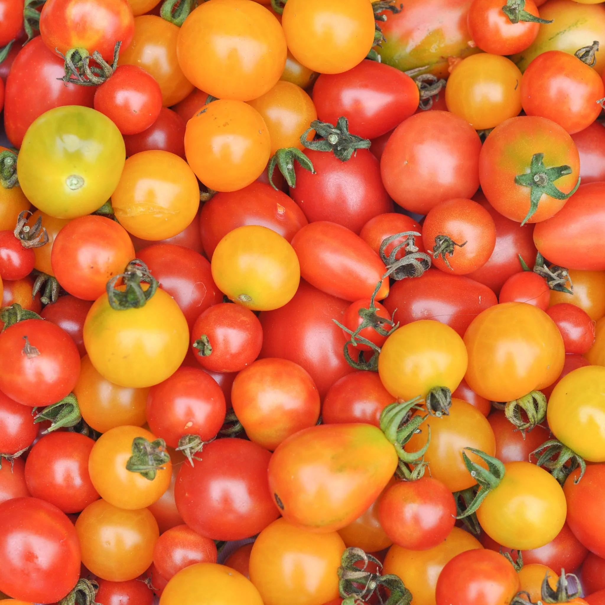 đ
Tomates cerises BIO â 500âŻg - Image 2